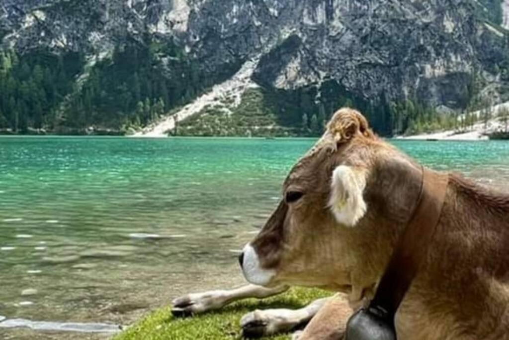 Relax Al Lago Di Braies Braies  Eksteriør bilde